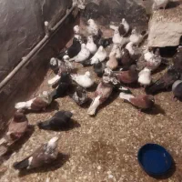کبوتر پرشی