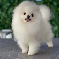 سگ پامر پامرانین|سگ|تهران, سعادت‌آباد|دیوار