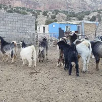 بی،چپش و ساری|حیوانات مزرعه|اندیمشک, |دیوار