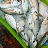 ماهی تازه|ماهی|جهرم, |دیوار