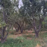 270-متر-باغ-پر-درخت-شهریار-کردامیر-مفت-کاسبی