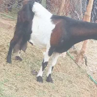 بز پاکستانی لنگه دوقلو شیری بازدید ریگان الکی مزا