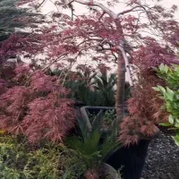 فروش یاس هلندی افراقرمز سیکاس شمشاد پیوندی لگستروم