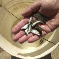 کپور  پر طلایی|ماهی|زنجان, |دیوار