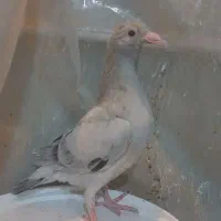 ۳ عدد جوجه نامبر درجه یک