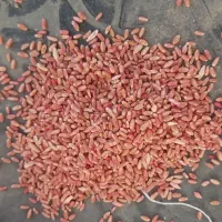 گندم پیشگام