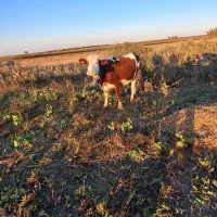 تلیسه سیمنتال