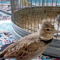 سهره خاکی مست