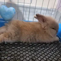 فروش خرگوش لوپ