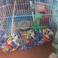 یک جفت مرغ عشق|پرنده|قم, قلعه یزدیها|دیوار