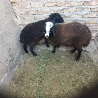 نرو ماده پرواری