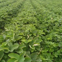 نهال توتفرنگی سابرینا خالص نهال پرپر|خدمات باغبانی و درختکاری|دلند, |دیوار