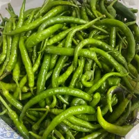 فلفل تازه چیم