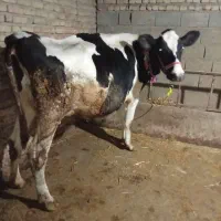 باسلام یک عدد گاو شیری سالم جوان
