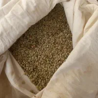 عدس تازه ممتاز برای کاشت و پخت