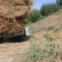 علف با یونجه قاطی