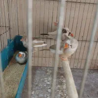 فنچ|پرنده|گلپایگان, |دیوار