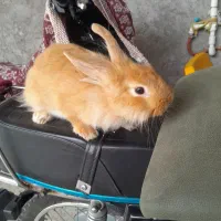 خرگوش ماده جرسی نیم لوپ