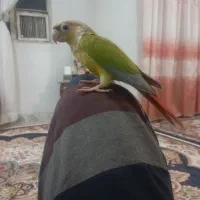 گرینچیک دستی
