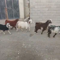 هشت راس بزوبزغاله چاق درشت سرحال و بازیگوش دورگه|حیوانات مزرعه|چناران, |دیوار