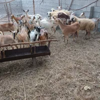 قوچ نری بز کهره|حیوانات مزرعه|بندرعباس, |دیوار