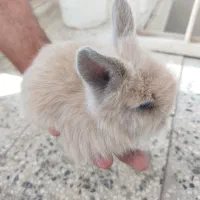 بچه خرگوش لوپ|موش و خرگوش|اصفهان, شاهد|دیوار