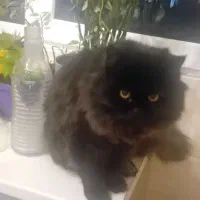 گربه پرشین|گربه|تهران, تهرانپارس غربی|دیوار