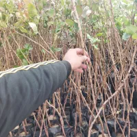 پسته گلدانی ریشه دار اصلاحی