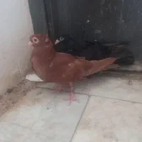 دوتا جوجه صرب