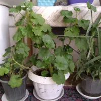 گل زیبا و سر زنده خانگی|گل و گیاه طبیعی|زنجان, |دیوار