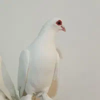 کبوتر قرمز گوز|پرنده|بستان آباد, |دیوار