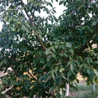 فروش باغ گردوی پیوندی به ثمر رسیده|فروش دفتر صنعتی، کشاورزی، تجاری|نمشیر, |دیوار