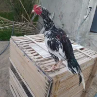 مرغ و خروس میانوالی