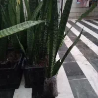سانسوریا قیمت مناسب