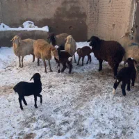 گوسفند ۶ راس