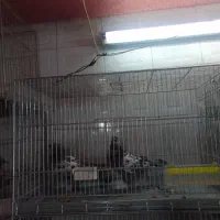 کفتر