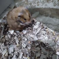 همستر سوری و طلایی|موش و خرگوش|علی‌آباد کتول, |دیوار