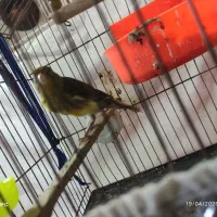 قناری. مست. مست  کشیده بلند. مست مست. رسمی