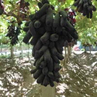 فروش نهال انگور موندراپ و سایر ارقام