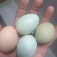 جوجه مرغ لاکندزی و گلین