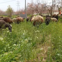 تعدادی بره نر شیر مست قلمه