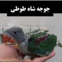جوجه شاه طوطی