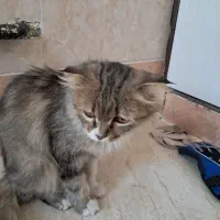 گربه پیدا شده