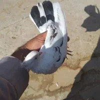 کبوترپرشی