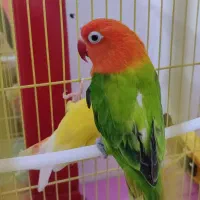 پرنده|پرنده|شاهین دژ, |دیوار