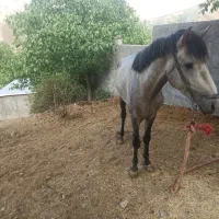 تعدادی الاغ اسب کره مادیون|حیوانات مزرعه|لواسان, |دیوار