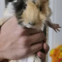 همستر سوری بامزه|موش و خرگوش|ایوان, |دیوار