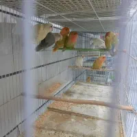 پرنده فروشی ققنوس|پرنده|دوگنبدان, |دیوار