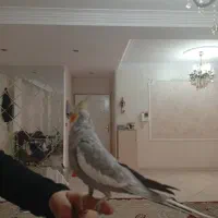 عروس هلندی نر