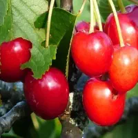 فروش نهال اصلاح شده|خدمات باغبانی و درختکاری|تهران, خرمشهر|دیوار